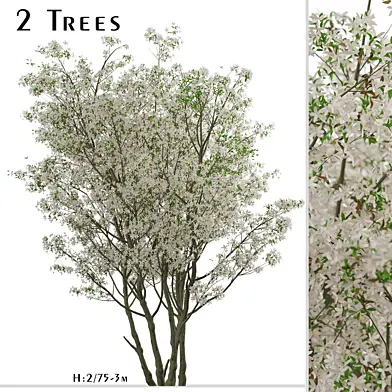 Set of Amelanchier Lamarckii Trees (Juneberry) (2 Trees)
