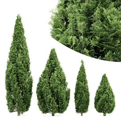 4 Rocky Mountain Juniper tree - Juniperus scopulorum