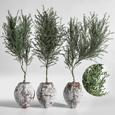 Indoor Plant Olive Set 03
