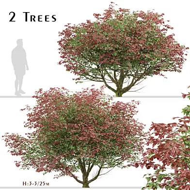 Set of Acer Japonicum Vitifolium Trees (Full Moon Maple) (2 Trees)