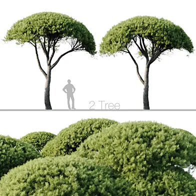 Pinus Pinea 13m and 12m