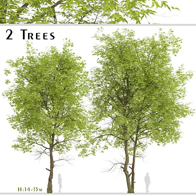Set of Pampkin ash Trees (Fraxinus profunda) (2 Trees)