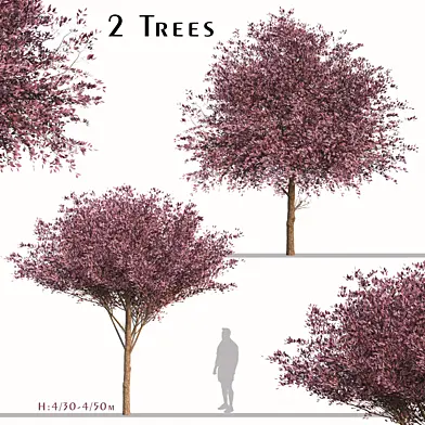 Set of Purple Pony Plum Trees (Prunus cerasifera) (2 Trees)
