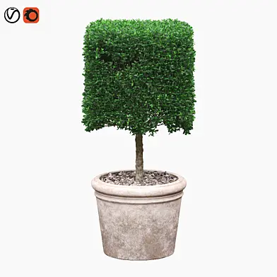 Квадратный куст самшита в горшке (Square boxwood bush in a pot)