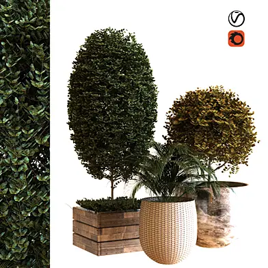 plant in box set 038