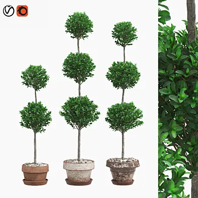 Самшит в горшках (Boxwood in pots)