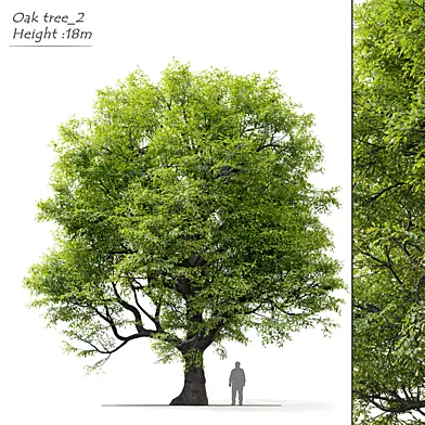 Old oak tree