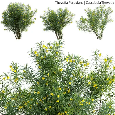 Thevetia Peruviana - Cascabela Thevetia - 02