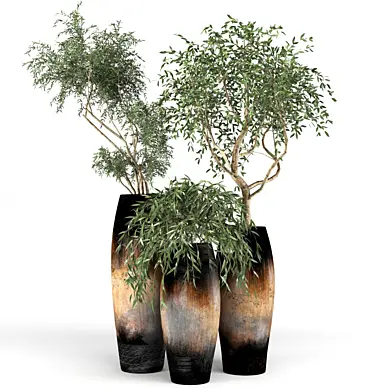 Plant collection19