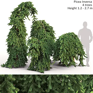 Spruce