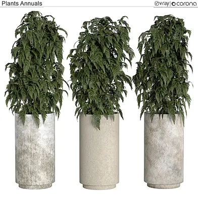 Plants Annuals