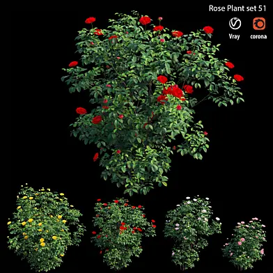 Rose plant set 51