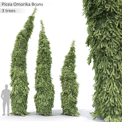 Picea Omorika Bruns #1