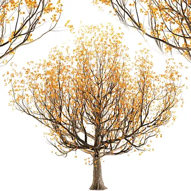 Cornelian cherry