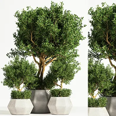 plant_indoor_tree_3_in_pot