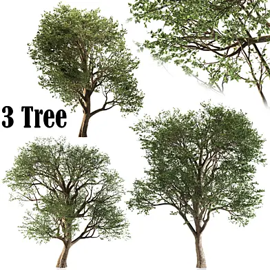 Set of Formosan gum (3 Trees)