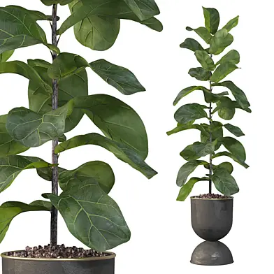 Plants collection 104 - ficus lyrata