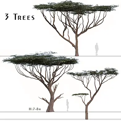 Set of Acacia tortilis Tree (Vachellia tortilis) (2 Trees)