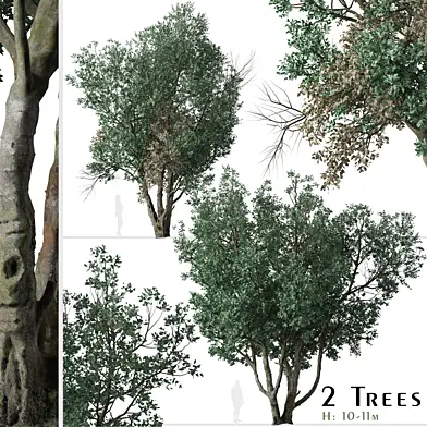 Set of Tanbark Oak Tree (Lithocarpus densiflorus) (2 Trees)