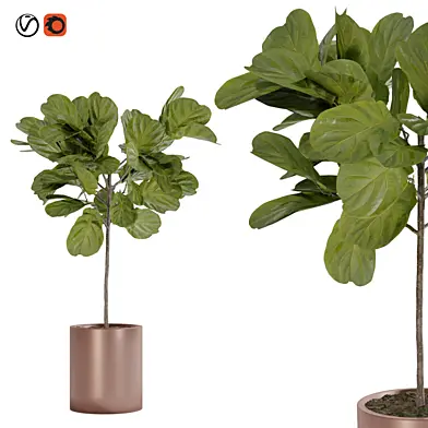 Fiddle Fig Ficus