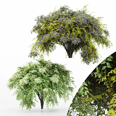 Japanese angelica