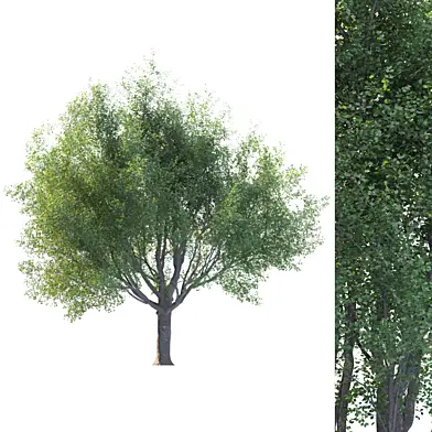 tree for landscape 16