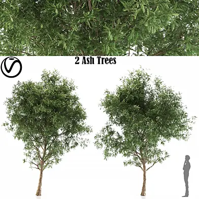 2 Ash Trees
