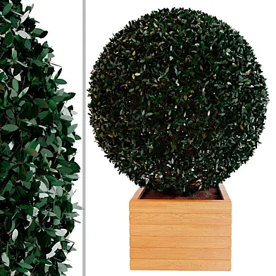 Decorative bushes