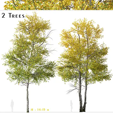 Set of Quaking aspen Tree (Populus tremuloides) (2 Trees)