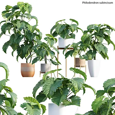 Philodendron subincisum