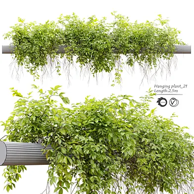 Hanging Plant 21