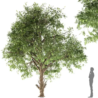 Averrhoa bilimbi tree (cucumber tree)