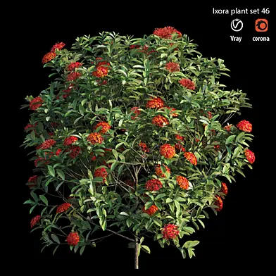 Ixora plant set 46