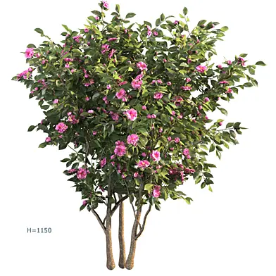 Camellia_03