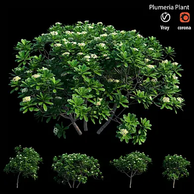Plumeria Obtusa