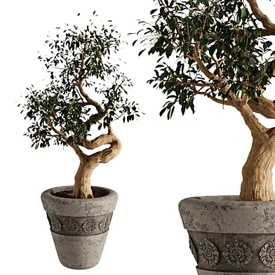 Indoor Tree