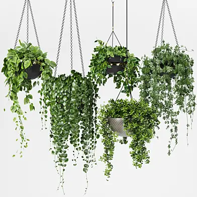 Plant collection23