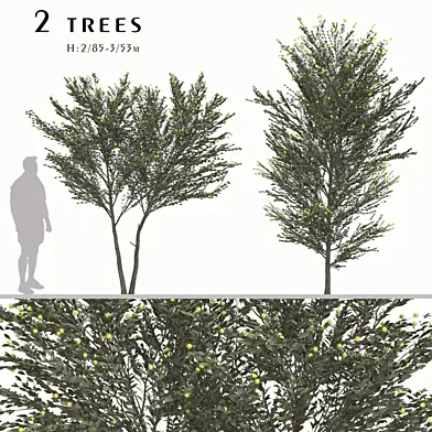 Set of Acacia podalyriifolia Trees (Pearl Acacia) (2 Trees)