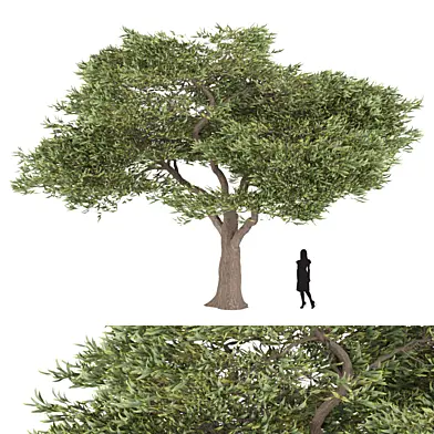 Acacia tree vol 15