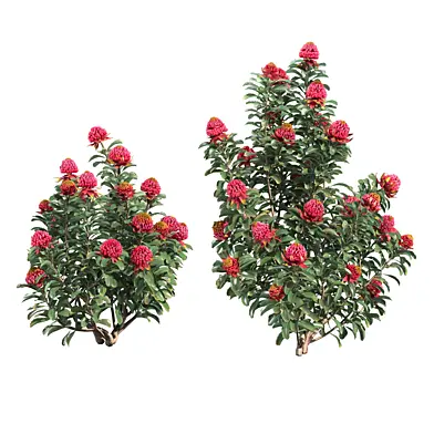 Waratah Telepea Speciosissima 01