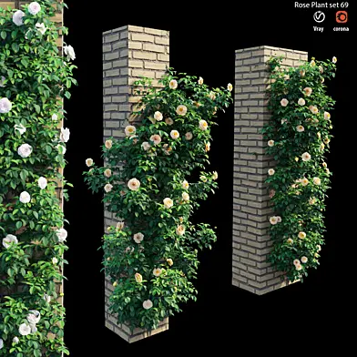 Rose plant set 69