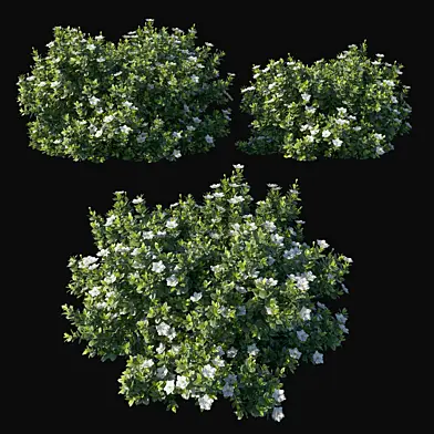Gardenia augusta 04