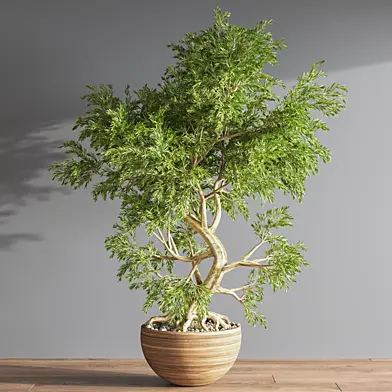 plant_bonsai_05