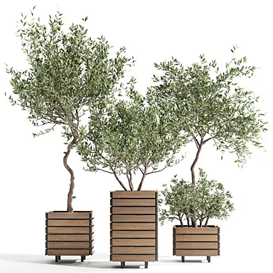 Indoor plant collection 17