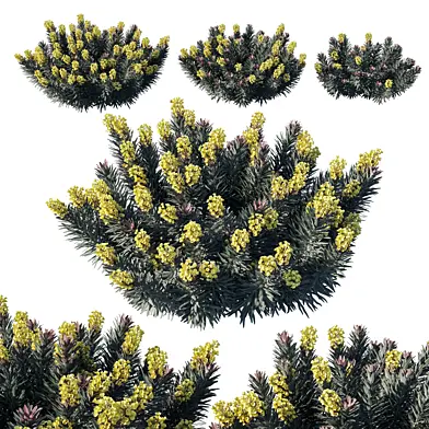Euphorbia Blackbird