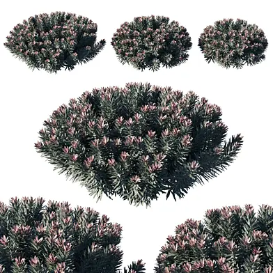 Euphorbia Blackbird 02