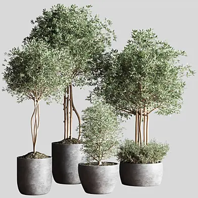 Indoor Plant Set12