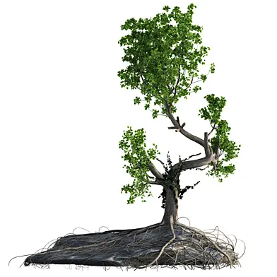 tree 3