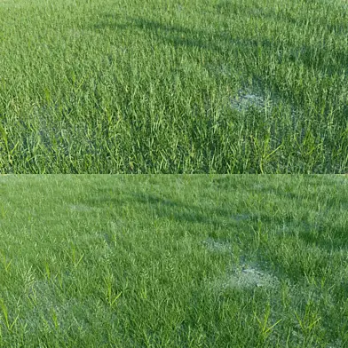 Grass_01