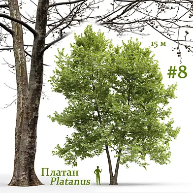 Платан / Sycamore / Platanus #8